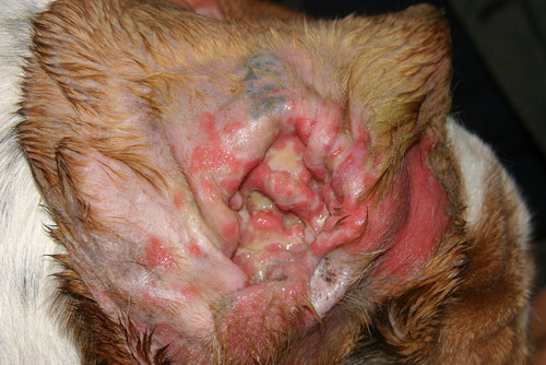 Causes et traitement de l' otite externe du chien (Photo )