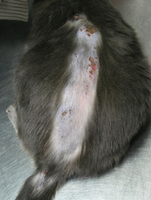 pelade du chat photo