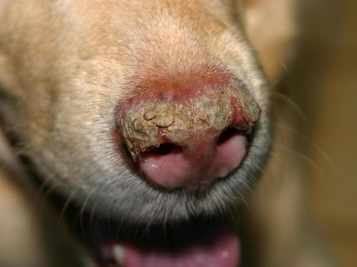 Mon chien a la truffe sèche