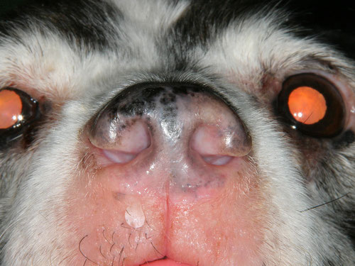 Mon Chien A La Truffe Seche Consultations En Dermatologie Veterinaire Mon Chien A La Truffe Seche Consultations En Dermatologie Veterinaire