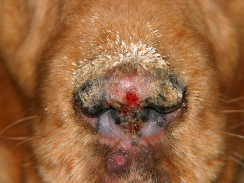 truffe chien