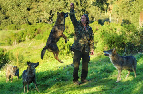 Prácticas con lobos utilizados para la sensibilización ambiental