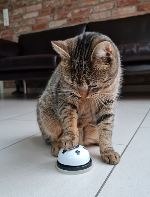 Katze Fibi ganz konzentriert