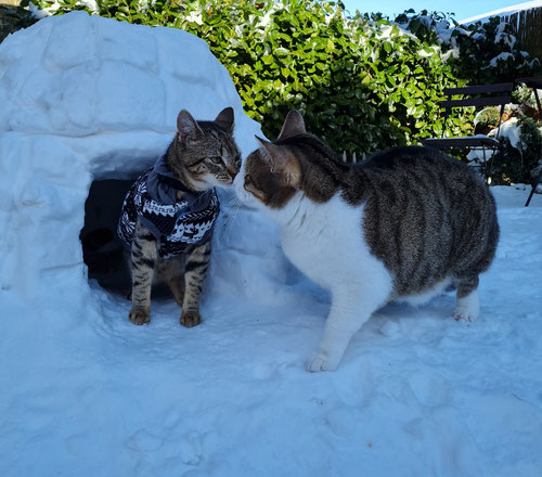 Ein Eskimokuss vor dem Katzeniglu