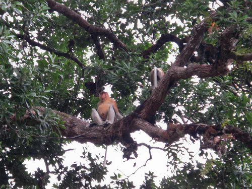 Scimmia nasica appollaiata su un albero, sul fiume Kinabatangan in Borneo (Photo by Gabriele Ferrando)