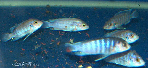 Labidochromis chisumulae. Фото . Е. Трухин