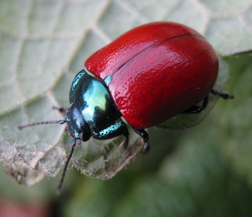 Chrysolina grossa