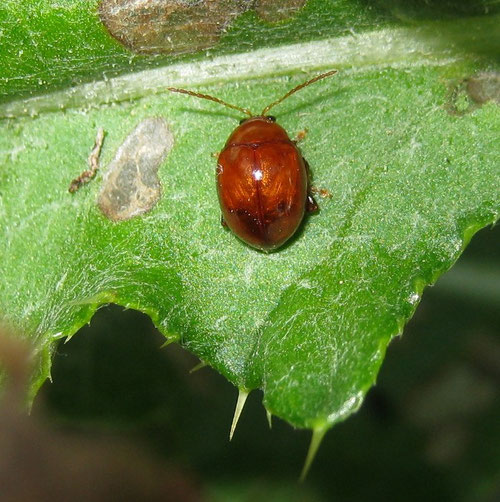 Sphaeroderma rubidum