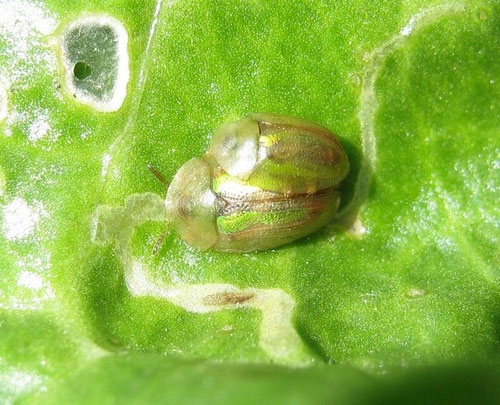 Cassida vittata in accoppiamento