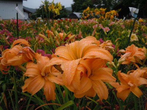 2013年ヘメロカリス園より