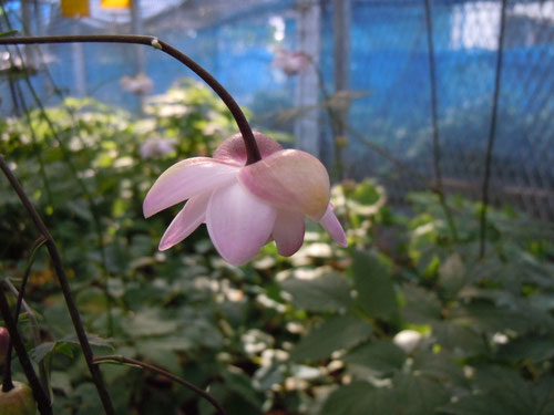 赤坂氏オリジナルのこれまでに無いピンク系の花