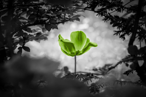 grüne blume in schwarz weißer umgebung