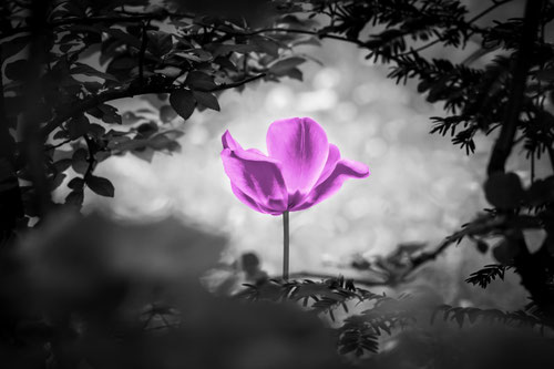 lila blume in schwarz weißer umgebung