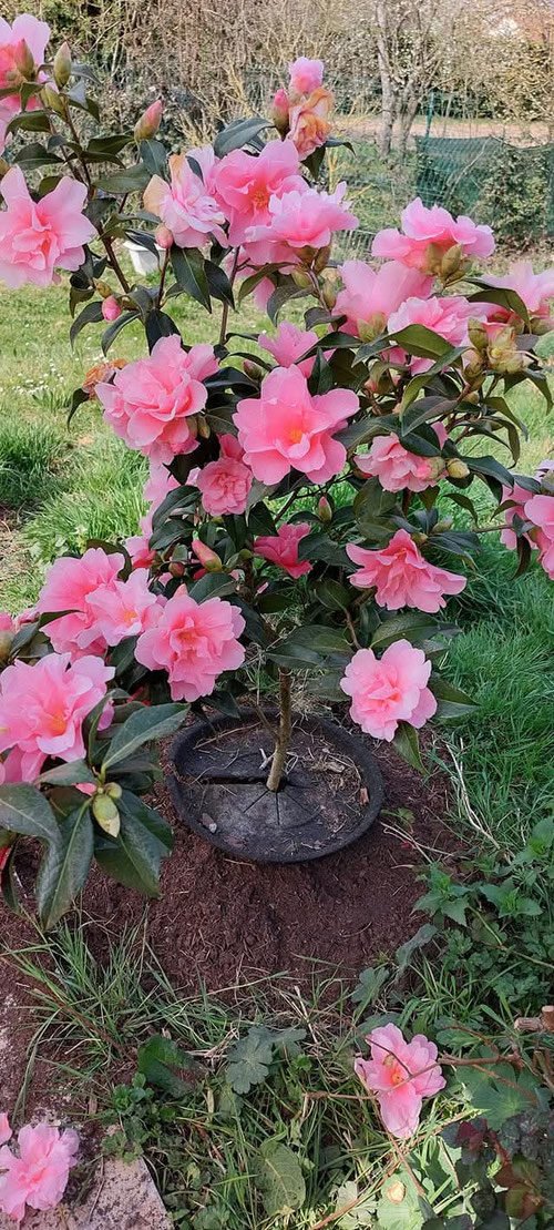 CAMELLIA LUCKY START