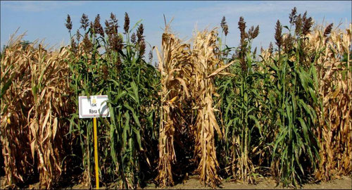 Abbildung 1: Stngeldurchschnitt verschiedener Sorghumtypen im Vergleich zu  Mais - Energiepflanzen Sorghum Saatgut