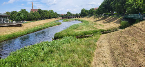 Murg in Rastatt, Juni 2025; Foto: NABU/Martin Klatt