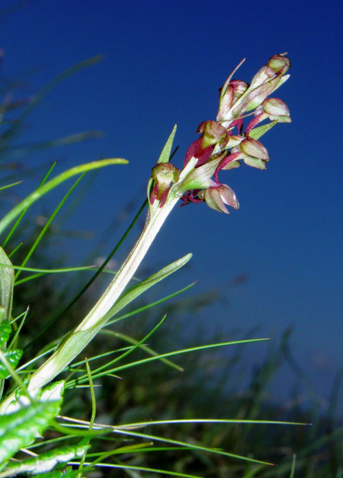 Orchis. Zwerg-, Chamorchis alpina