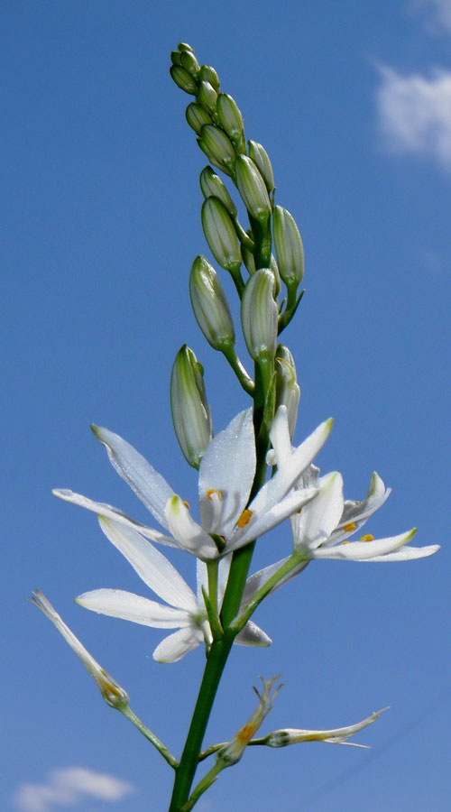 Lilie, astlose Gras-. Anthericum liliago