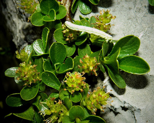 Weide, stumpfblättrige-,Salix retusa, mit Spabber Raupe