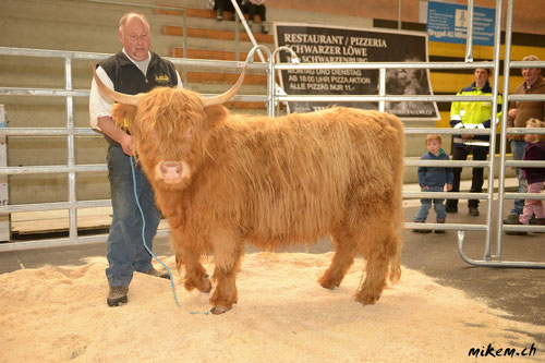 15. HIGHLAND CUTTLE SHOW, Amira