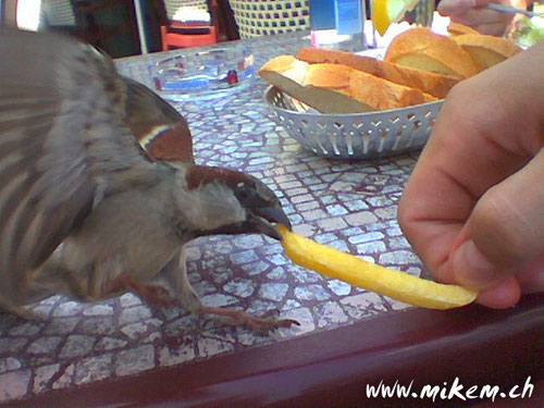 Der Pommes-Frites Spatz