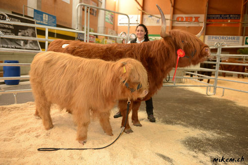 15. HIGHLAND CUTTLE SHOW, Evita