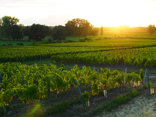 endlose Weinberge im Abendlicht