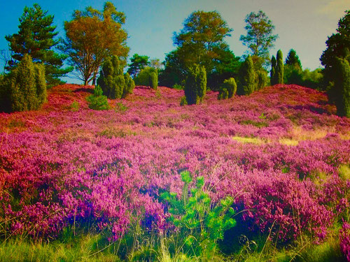 eine farblich überwältigende Blüte überall