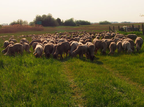 kontrolliert vom Hirtenhund Freius ziehen die Schafe weiter