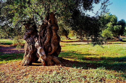 wahrhaftige Antiquitäten - dieser Baum ist mehr als 350 Jahre alt