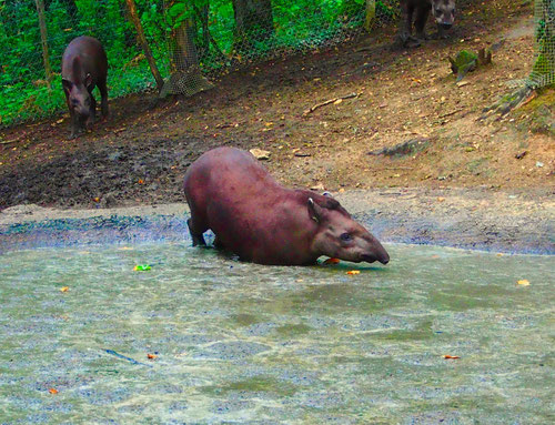 das südamerikanische Tapir liess sich beim Baden beobachten