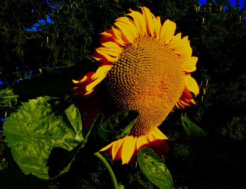 Porträt einer verblühenden Sonnenblume