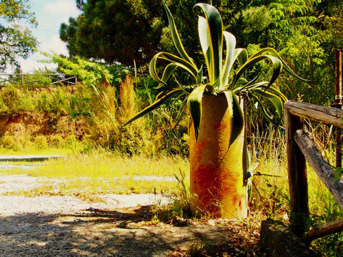 der weite Klostergarten wild und verlassen