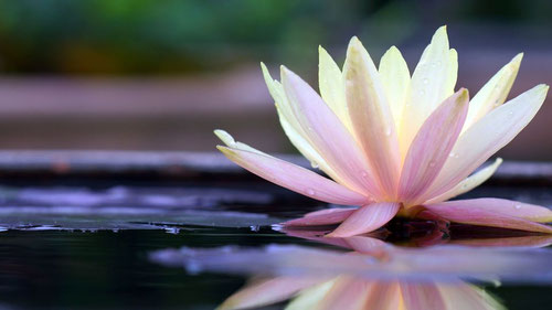 Lotus guérison énergétique