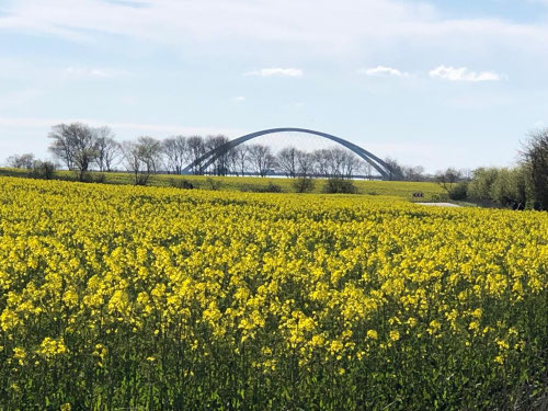 Im Mai ist sie wieder da-die Rapsblüte auf Fehmarn (©️Privat)