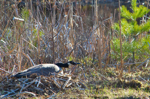 'Mother Goose' is back, nesting at Distant Hill Gardens.