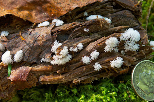 Coral Slime (Ceratiomyxa fruticolosa), a species of slime mould, growing on a piece of decomposing wood next to the black ash seep at Distant Hill Gardens in Alstead, NH, USA. 