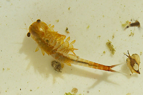 A male fairy shrimp in a vernal pool at Distant Hill Gardens.