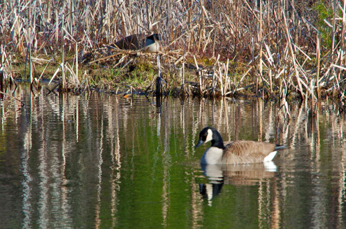 The male Canada Goose standing guard over the nest.