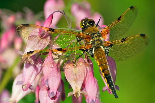 A Four-Spotted Skimmer  resting on a dwarf bleeding heart (Dicentra x 'Luxuriant').  