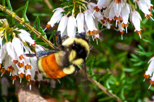 A Tricolored Bumblebee, Bombus ternarius, also known as an Orange-belted Bumblebee.
