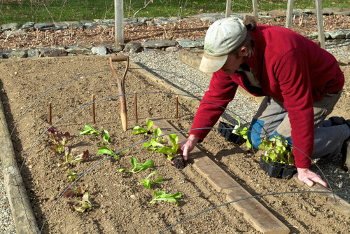 Michael transplanting lettuce seedlings into the vegetable garden at Distant Hill Gardens.