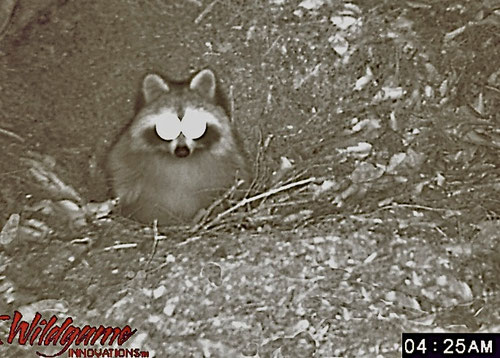 A Raccoon emerging from its burrow, photographed with a motion sensing infrared trail camera.