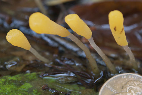 Swamp Beacon (Mitrula elegans), also called Matchstick Fungus, growing in the Black Ash seep at Distant Hill Gardens.