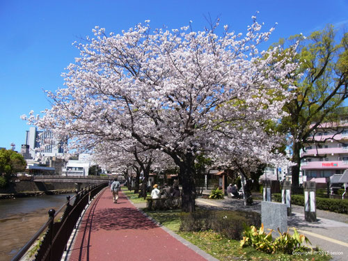 マンション近くの美しい桜並木