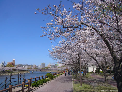 賃貸マンション周辺の自然環境、桜並木