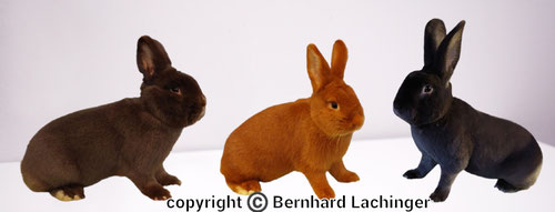 Havanna - rassekaninchen-lachingers Webseite!