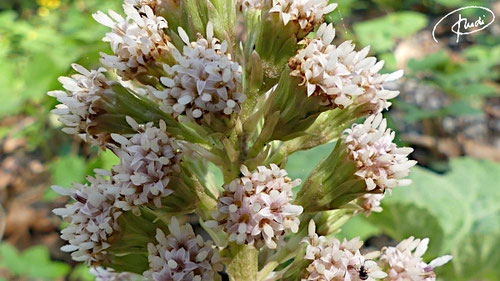 Pestwurzblüte (2022)