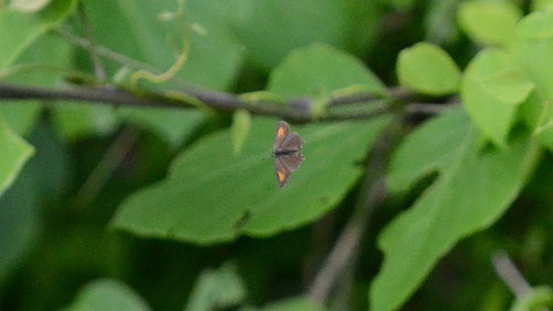 ちょっと遠目ですが、ベニモンカラスシジミ♂の翅表がファインダーに入りました。浜松市2012.06.10　D7000+200mmマイクロ（トリミング）