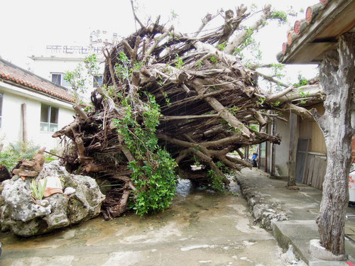 台風１６号によって倒れてしまったガジュマロの木　今帰仁村2012.09.24　P-300